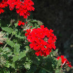 2 Red Verbena Plants Live, Perennial Ground Cover or Trailing Bushes Shrubs, 1-3 Inches Tall, Verbena Flower for Planting
