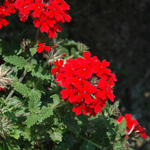 2 Red Verbena Plants Live, Perennial Ground Cover or Trailing Bushes Shrubs, 1-3 Inches Tall, Verbena Flower for Planting