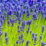 2 Lavender Plants Live Indoor, Lavandula Trees Live Plants for Planting, Fragrant Flowers Perennial, 4-6" Height Plugs (Hidcote Blue Lavender Plants)