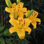 4 Yellow Asiatic Lily Bulbs, 3-4 Inch, Lily Flower Bulbs, Flowering Bulb for Outdoor Garden Beds and Containers