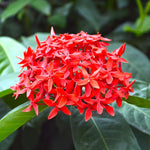 2 Red Ixora Live Plants, Well-Rooted Flowering Ixora Shrub Seedlings, 4-9” Tall, Tropical Ixora Bush for Indoor or Outdoor Garden
