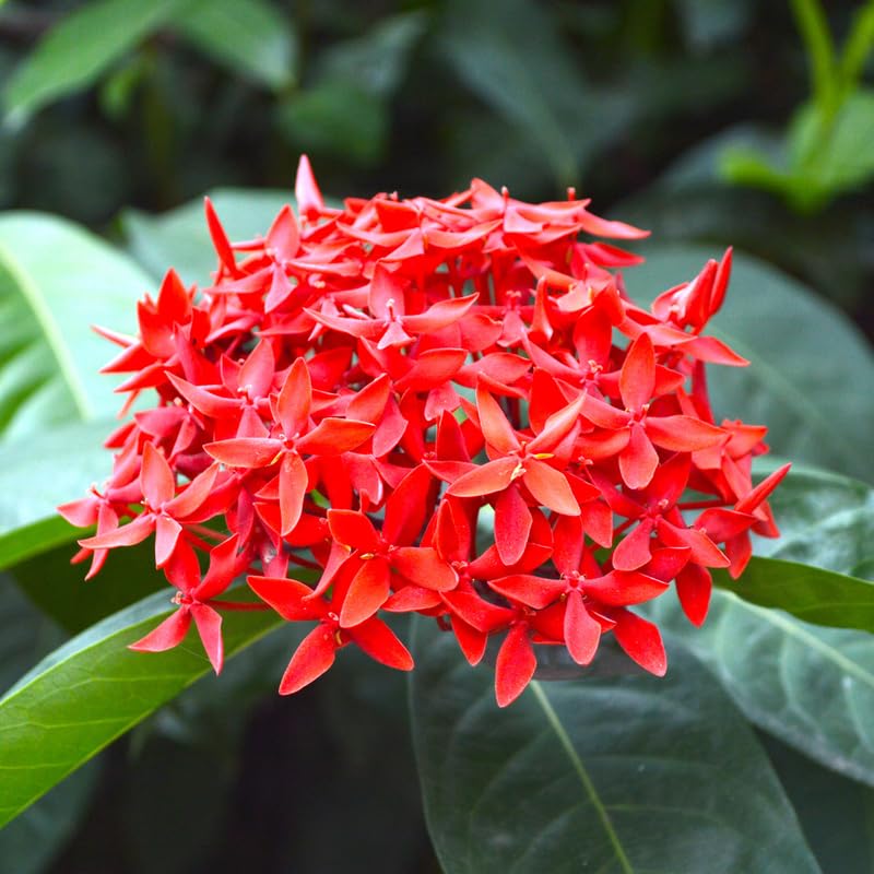 3 Red Ixora Plants Live, Flowering Ixora Bush Shrub, 5-9” Tall, Tropical Ixora Well-Rooted for Planting Home Garden