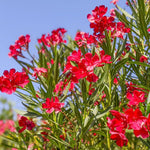Oleander Live Plant, Oleander Flower Plants Shrub, Outdoor Growing 4-8 Inches