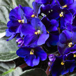 African Violet Live Plant in 4" Pot, Blue African Violets Plants Houseplant Well-Rooted, Indoor Outdoor Blooming, Holiday Flower Bush