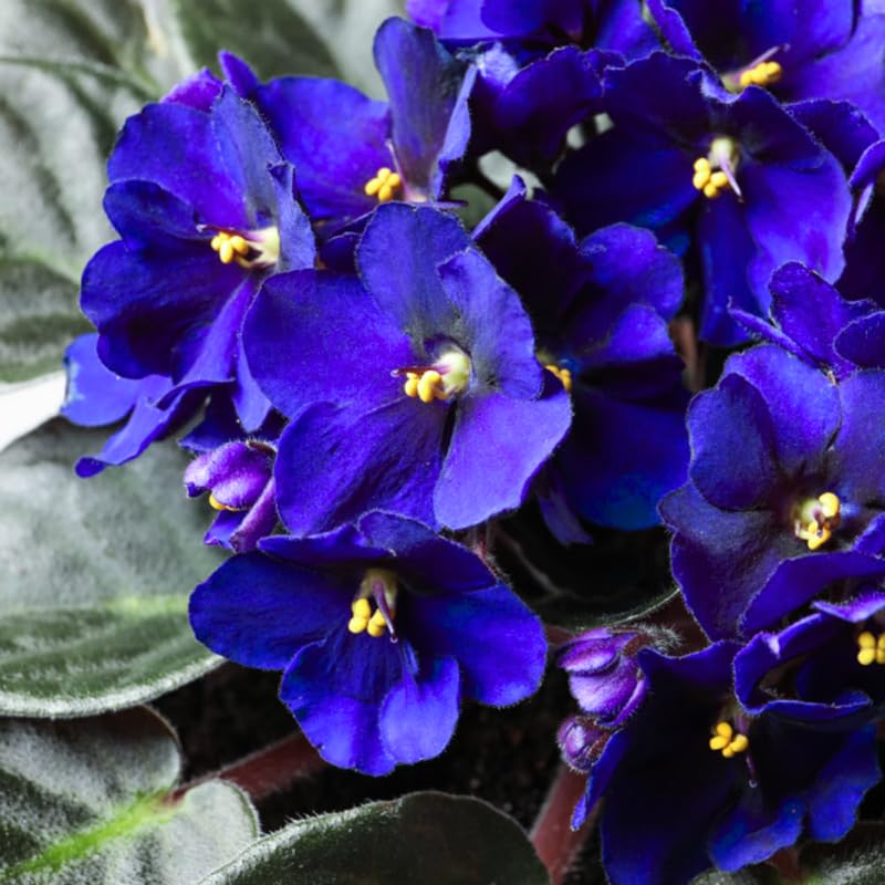 African Violet Live Plant in 4" Pot, Blue African Violets Plants Houseplant Well-Rooted, Indoor Outdoor Blooming, Holiday Flower Bush