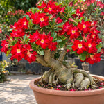 Red Desert Rose Live Plant, Adenium Succulent, 4-6" Tall