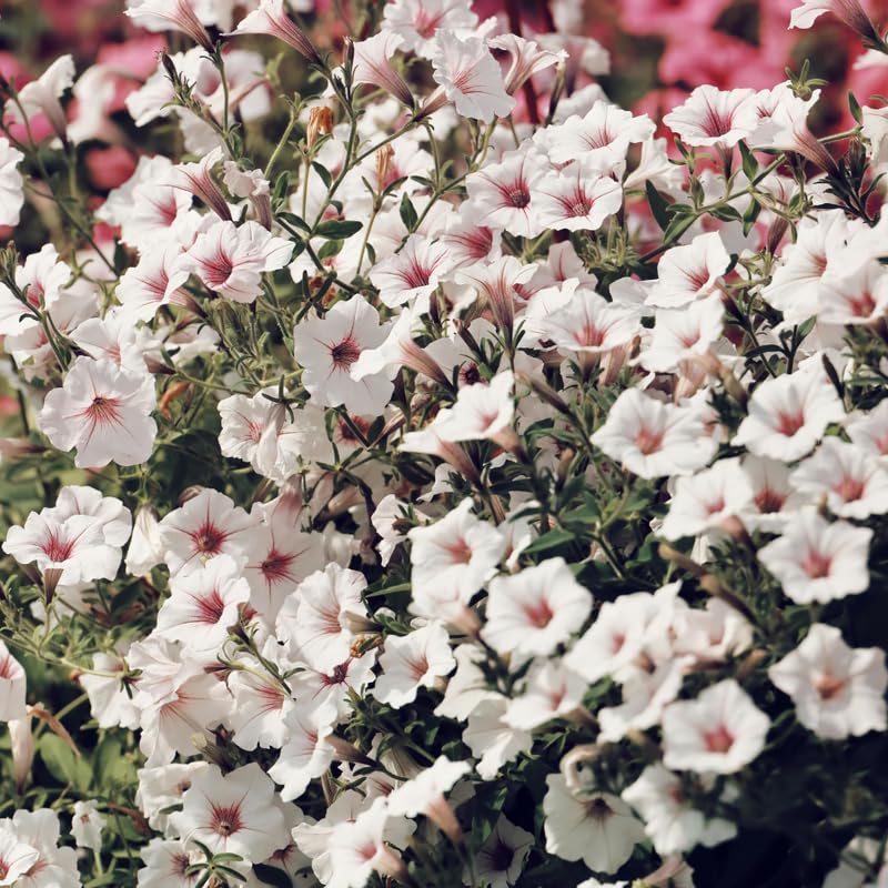 2 Random Mexican Petunia Live Plants, Hardy Mexican Petunia Bush Cold Hardy, Starter Size 5-10 Inches in Tall, No Pot