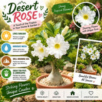 White Desert Rose Live Plant, Adenium Succulent, 4-6" Tall