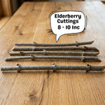 Set 10 Elderberry Cuttings for Planting, Elderberry Plant, 6-8 Inches Long, Black Elderberries for Edible Garden and Backyard