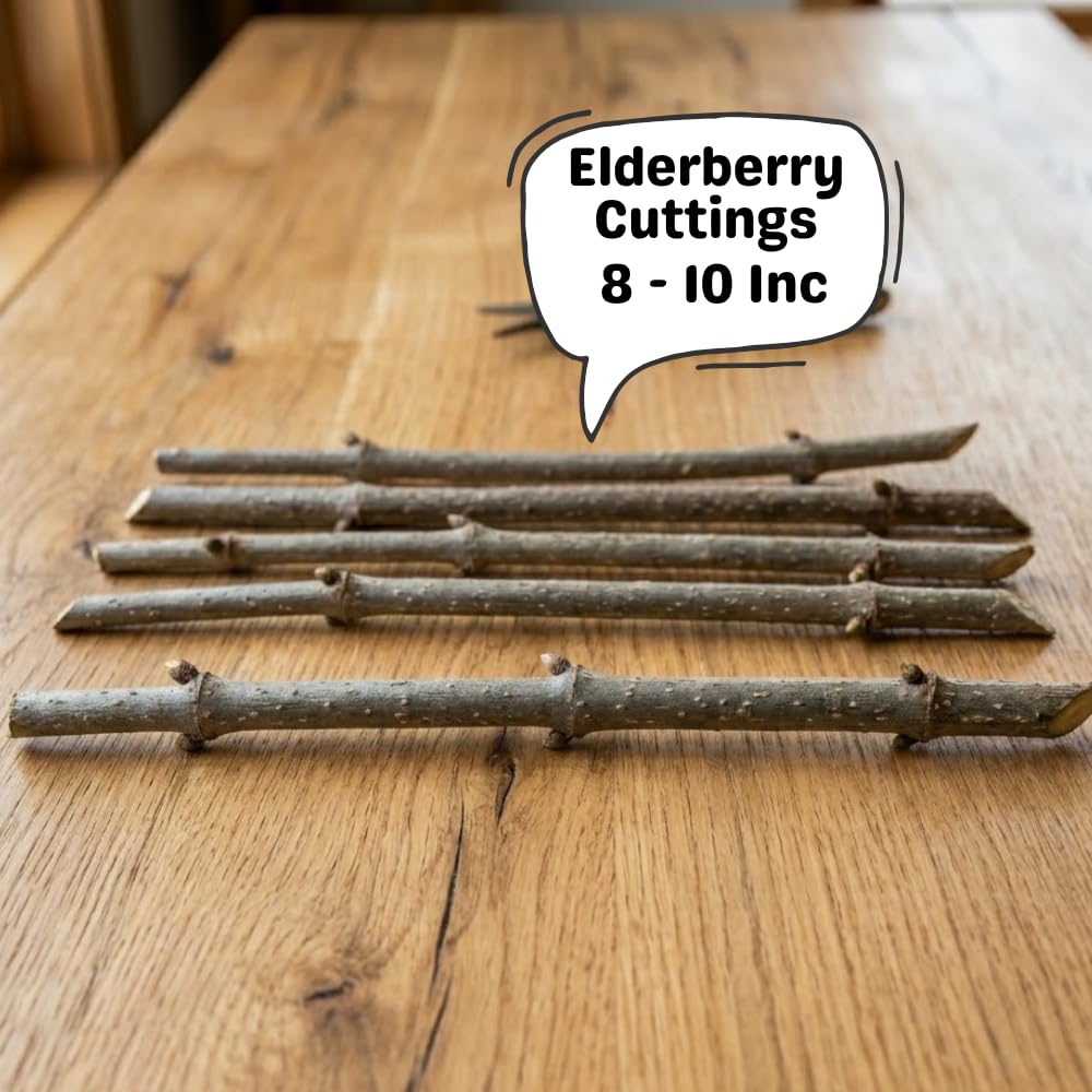 Set 10 Elderberry Cuttings for Planting, Elderberry Plant, 6-8 Inches Long, Black Elderberries for Edible Garden and Backyard