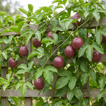 Red Passionfruit Plant Live 4-7 Inches Tall, Tropical Passion Fruit Vine for Garden, Patio Containers and Indoor Growing
