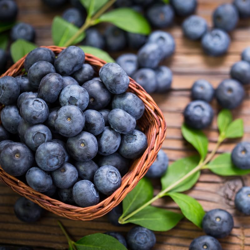 2 Blueberry Trees Live Plant for Planting, 5-10" Tall, Blueberry Plant Live, Sweet Blueberry Bush Live Plant, Large Blueberries Fruit Bareroot (Misty Blueberry)