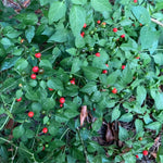 Chiltepin Plants, 6-8" Tall Chiltepin Pepper Plants in 4 Inch Pot, Red Peppers Seedlings for Planting Garden Outdoor