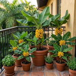 Truly Tiny Banana Tree Live Plant, Edible Fruit, 4-6" Tall