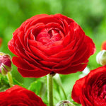 Pack of 30 Ranunculus Bulbs for Spring Planting, Ranunculus Bulbs for Planting, Spring Blooms Vibrant Perennial Bulbs for Garden Borders (Red Ranunculus)