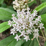 2 White Milkweed Plants Live, Tropical Butterfly Milkweed 4-8 Inches, Perennial Milkweeds Flowers Well Rooted Container or Outdoor Growing