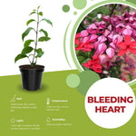 2 Bleeding Heart Live Plants, 5-9 Inches, Clerodendrum Bleeding Heart Vine, Bell Shaped Flowers Well Rooted (Purple Bleeding Heart)