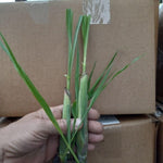 6 Fresh Lemongrass Plants Live High Yield, Live Outdoor Lemongrass, No Pot, Fresh Lemon Grass Stalks Live Plant, Herb Outside Planting