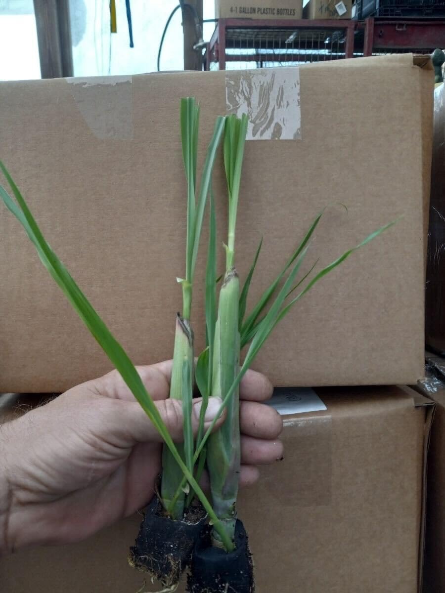 Pack 5 Lemongrass Plants Live for Planting, Perennial Lemon Grass Live Plant Indoor Outdoor Planting, Lemongrass Stalks No Pot