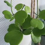 2 Hoya Kerii Hearts Houseplant Live 3-5 Inches Tall, Hoya Plant Live Houseplants, Tropical Indoor Vine Plant for Home, Office, and Gifts