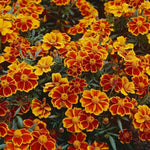4 Mix Marigold Plants Live Marigold Flowers Live Plants, Between 4 and 8 Inches Long Starter Plant, Outdoor or Indoor