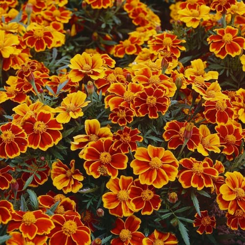 4 Mix Marigold Plants Live Marigold Flowers Live Plants, Between 4 and 8 Inches Long Starter Plant, Outdoor or Indoor