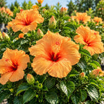 3 Hardy Hibiscus Live Plants, Flowering Shrub, Golden Orange Blooms, 4-7"