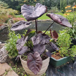 Combo 2 Black Colocasia Live Plants, 5 to 8" in Tall, Elephant Ear Esculenta Taro Alocasia Live Plant for Planting, Live House Plant Colocasia