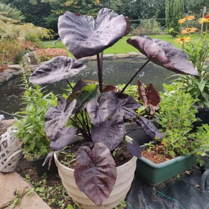 Combo 3 Black Colocasia Live Plants, Elephant Ear Esculenta Taro, 5 to 8" in Tall, Alocasia Live Plant for Planting, Live Houseplant Colocasia Plant