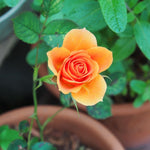 Rose Live Plant for Planting, Rose Bush Ready to Plant, 5-8 Inch Tall, Fragrant Rose Flowers (Orange)