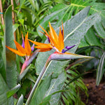Blue Orange Bird of Paradise Live Plant, Vibrant Tropical Houseplant Flowers Strelitzia Reginae Size 5 to 9 Inc Tall, No Pot, Well-Rooted, Hardy