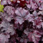 Pack 3 Heuchera Plants Live, Coral Bells Plants 4-7” Tall for Shade Gardens, Borders, Pots, Heuchera Perennials Seedlings (Purple Black Heuchera)
