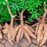Pack 5 Cassava Yuca Cuttings, Sweet Manihot Stems for Growing Roots Harvest, 5-8" Height