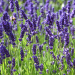 Set 2 Lavender Plants Live, Fragrant Lavandula Trees Live Plants for Planting Indoor Outdoor, Flowers Perennial Well-Rooted 4-7" Tall (Phenomenal Lavender)