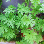 Set 2 of Citronella Plants Live, Citronella Live Plants, Live Citronella Plant Indoor Outdoor, Citronella Indoor Plant, Small Citronella Plants