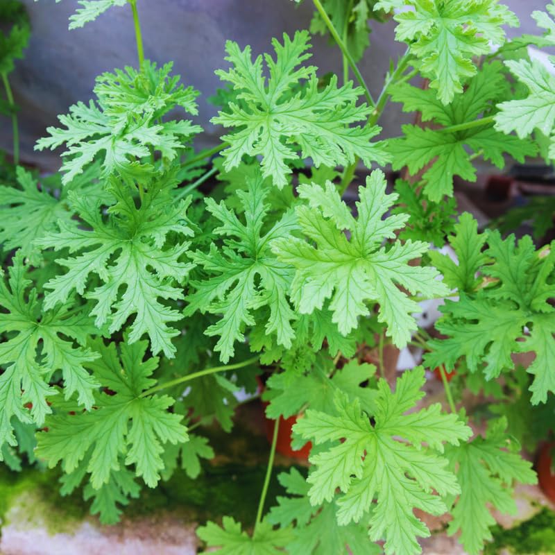 2 Citronella Plants Live, Live Citronella Plant Indoor Outdoor, Citronella Indoor Plant, Citronella Starter Plant Indoor Outdoor, Gardening Growing