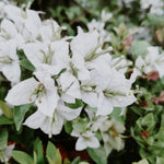 Sets 3 Climbing Bougainvillea Plants Live for Full Sun Trellis Tree, Shrub or Vine Bougainvillea Vibrant Bloom, Very Hardy, 5-9" Tall, White