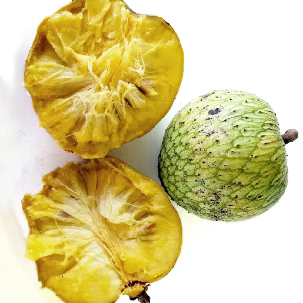 Sweet Soursop Fruit Tree, Annona Muricata Soursop Tree Live Plant 5 to 9 Inches Height, Soursop Plant Live for Planting, No Pot