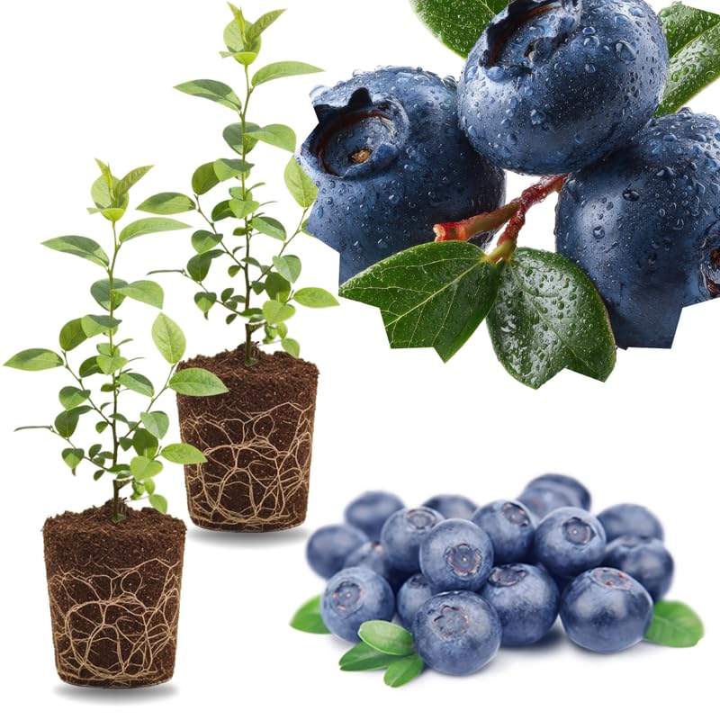2 Southern Highbush Blueberry Plants Live for Outdoor Growing, Fast-Growing Blueberry Trees Live Plants, Blueberries Bushes, Hardy and High Yield Seedlings, Starter 4 to 7", No Pot