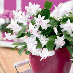 Christmas Cactus Plant, Thanksgiving Cactus in 4” Pot, Colorful Holiday Blooms, Indoor Gardens Growing (White Christmas Cactus)