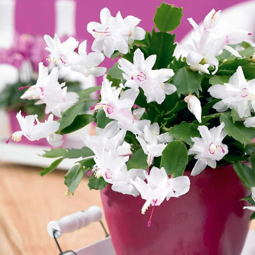 Christmas Cactus Plant, Thanksgiving Cactus in 4” Pot, Colorful Holiday Blooms, Indoor Gardens Growing (White Christmas Cactus)