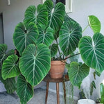 Gloriosum Philodendron Plant Live, Rare Tropical Variegated Live Indoor Houseplant, Starter Plants No Pot, 5-9" in Tall