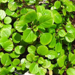 1 Pot 2 Plectranthus Swedish Ivy Plants Live in 4 Inch Pot, Green Swedish Ivy Live Plants, 4 to 8 Inch Tall (Green Swedish Ivy)