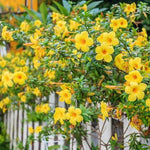4 Yellow Mandevilla Plants, Flowering Mandevilla Vine, 4-6” Tall,Trailing Outdoor Plant for Trellises, Hanging Baskets, or Pots