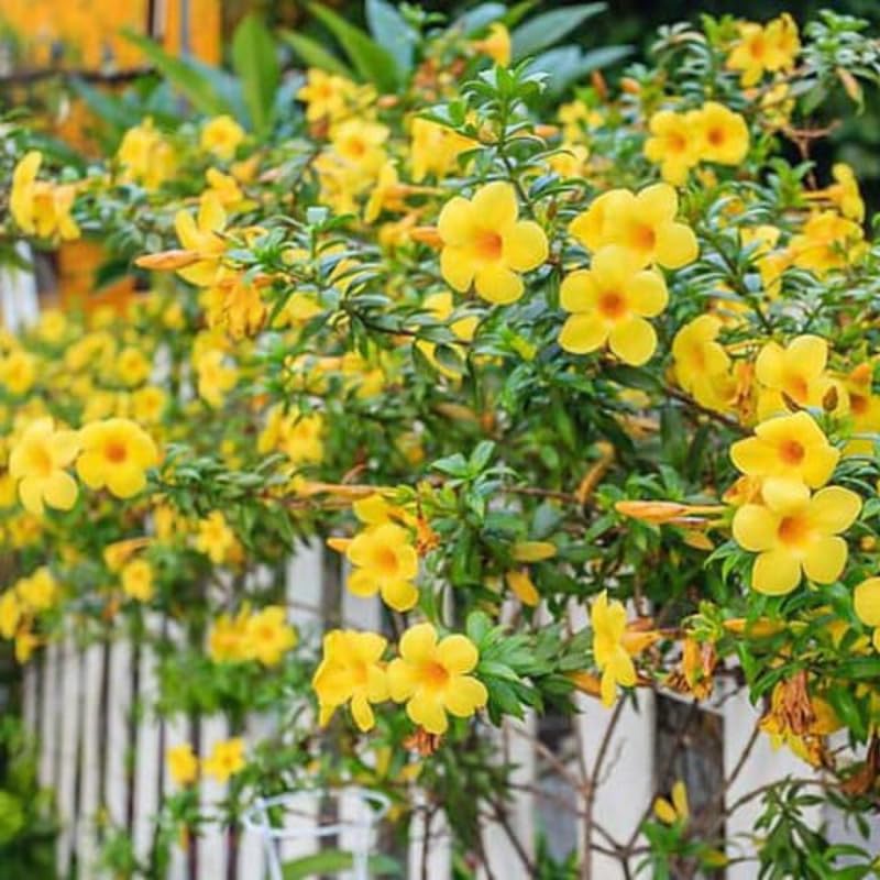 2 Yellow Mandevilla Plants Live, Trailing Mandevilla Vine for Outdoor Planting, 4-6 Inch Tall Live Flowering Vine for Trellis or Containers