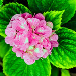 Hydrangea Plant Live Tree, Blooming Garden Bush Hardy Hydrangea Shrub, Pink to Blue Purple Flowering Plant Indoor Outdoor Well-Rooted 5-9 Inc Tall, Stater Plant