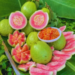 Fragrant Guava Tree Live Plant, Well Rooted 4"-10" in Tall, Tropical Fruit Guavas for Gardening, Zones 9-11 (Pink)