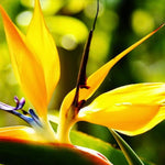 Bird of Paradise Plant Live for Planting, 5 to 10 Inches Tall, Tropical Strelitzia Reginae Bird of Paradise Live Plant (Yellow Bird of Paradise)