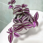Pink Wandering Jew Live Plant, Tradescantia Pink Plant Live, Rare Variegated Houseplant, 4-7 Inches Tall, 3.25 Inch Pot for Indoor Houseplant