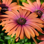 4 Osteospermum Plants, African Daisy Live Plants, 3-5 Inches, Perennial Mix Blooms, Spring to Summer Flowers (Light Orange)